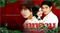 กุหลาบไร้หนาม